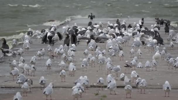 Muitos Pássaros Mar Cais Concreto Vento — Vídeo de Stock
