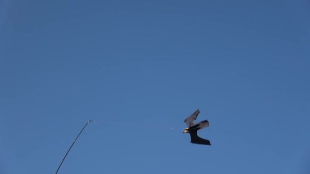 Gökyüzündeki Siyah Dekoratif Kuş Rüzgarda Arka Planda Oyuncak Kuş — Stok video