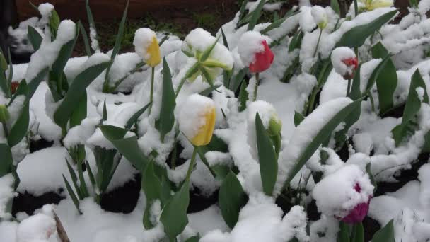 開花チューリップから春の雪を取り除く庭師 — ストック動画