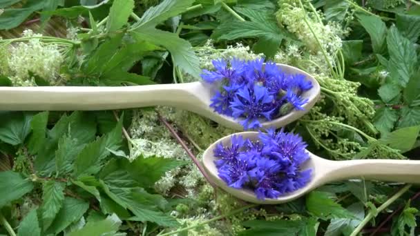 Rotující Krásné Lékařské Čajové Byliny Chrpy Dřevěných Lžičkách Loucesladké Filipendula — Stock video