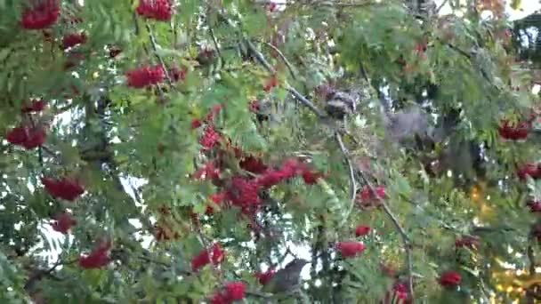 鳥は秋の木の上でローワンベリーを食べるSturus Valgarisを主演 — ストック動画