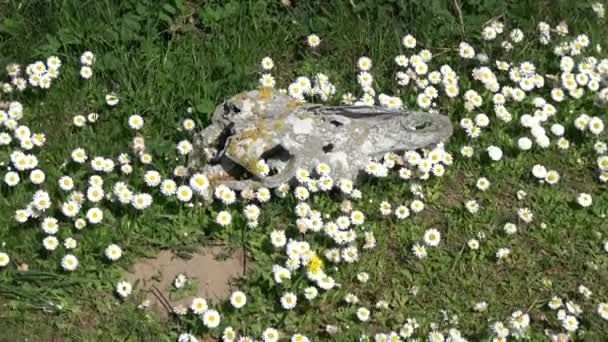 草原や夏の時間の花の古い馬頭蓋骨の頭蓋骨 — ストック動画