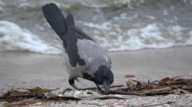 Gri kapüşonlu karga Corvus koronu deniz kenarında ölü balık yiyor. 