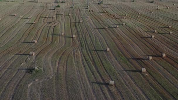 Veel Stro Rollen Geoogste Zomer Einde Gewas Veld Luchtfoto Uitzicht — Stockvideo