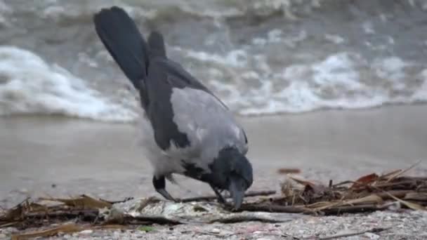 Abu Abu Berkerudung Gagak Corvus Corvus Corone Makan Ikan Mati — Stok Video