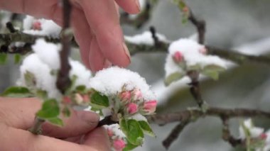 Bahçıvan elleri, bahar karını elma ağaçlarının çiçeklerinden ayırıyor.