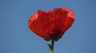 Güzel kırmızı gelincik çiçeği mavi gökyüzünde dönüyor.