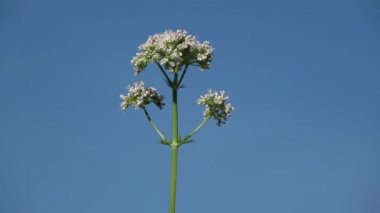 Mavi gökyüzü arka planında dönen tıbbi valeriana çiçekleri.