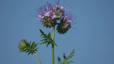 Gökyüzü arka planında dönen güzel, yumuşak bitki Phacelia tanacetifolia