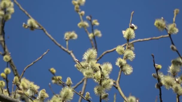 Vårblommande Get Vide Salix Caprea Grenar Med Gyllene Catkins Zooma — Stockvideo