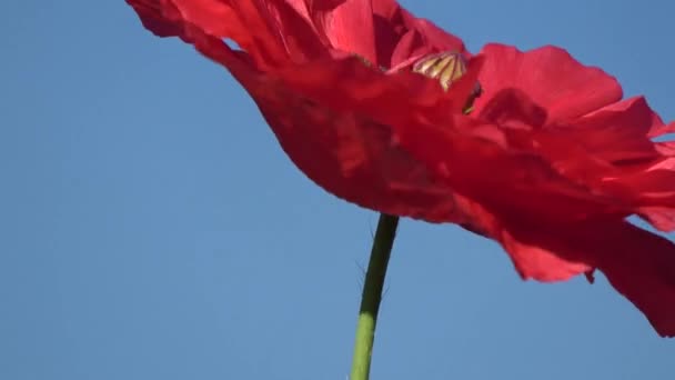 青空を背景に回転する赤いポピーの花 クローズアップ — ストック動画
