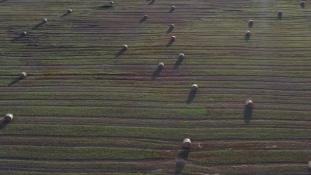 Straw Rolls Harvested Summer End Crop Field Aerial View — Stock Video