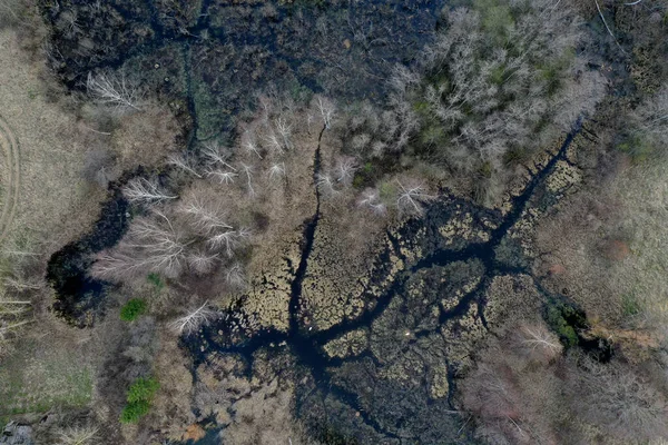 Sumpfblick Von Der Drohne Aus Sumpflandschaft Zeitigen Frühling Blick Aus — Stockfoto