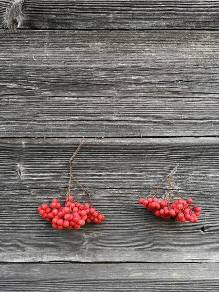 Two Bunches Rowan Berries Old Wooden Wall Background Autumn Background — Stock Photo, Image