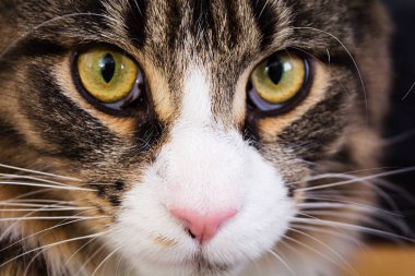 Maine coon kedi. Kedi gözleri. Yakın çekim