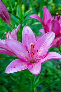 Yaz çiçek arka plan. Güzel Lilium çiçek fotoğrafları açık havada.