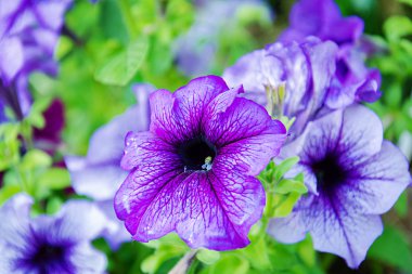 Güzel yaz çiçeği fotoğrafı. Yaz bahçesinde çiçek arka plan.