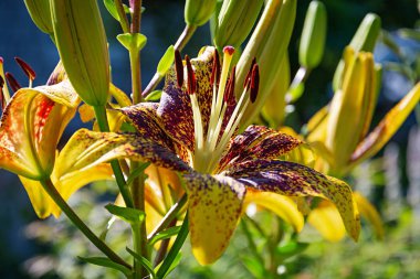 Yaz çiçek arka plan. Güzel Lilium çiçek fotoğrafları açık havada.