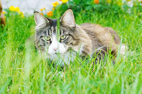 Maine Coon Cat Lies Green Lawns — Stock Photo, Image