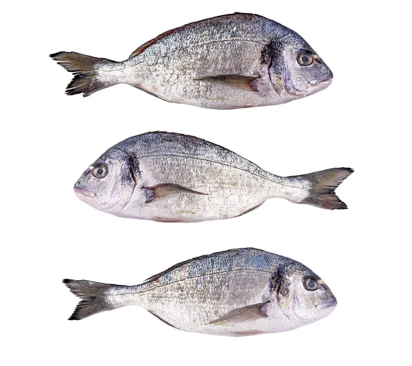 Raw Fresh Dorado Fish Isolated White Background Gilt Head Bream — Stock Photo, Image