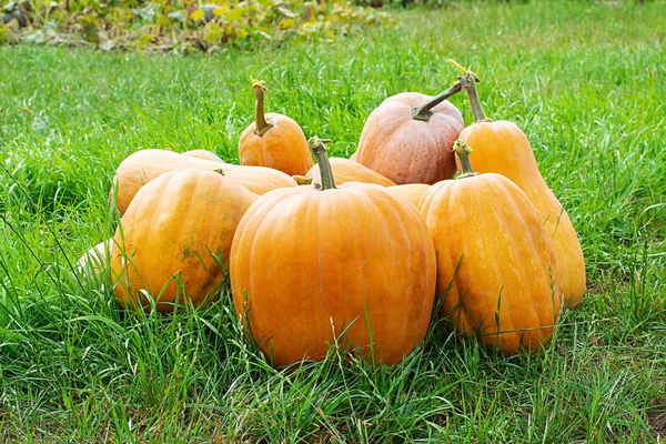 Pomarańczowe Ozdobne Dynie Świetle Słonecznym Październiku Jesieni Dynia Pomarańczowy Halloween — Zdjęcie stockowe