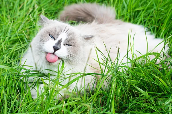 Ragdoll kedisi yeşil çimlerde yatıyor.