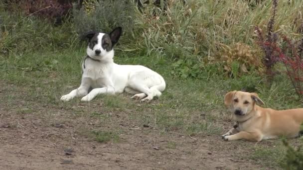 Diverse Razze Cani Stanno Giocando Nel Cortile — Video Stock