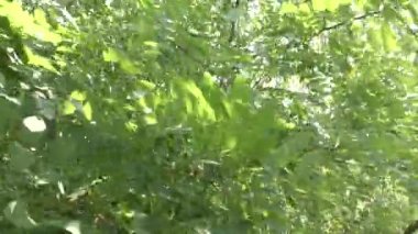 Bir adam sık bir ormanın içinden takipçilerinden kaçar. Aksiyon bir yaz günü gerçekleşir..