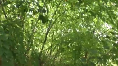 Bir adam sık bir ormanın içinden takipçilerinden kaçar. Aksiyon bir yaz günü gerçekleşir..