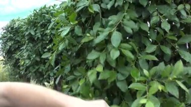 Bir bahçıvan botanik bahçesinde incirle ilgileniyor..