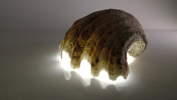 Mollusques Tridacna crocea. Une coquille de mollusque se trouve dans la mer Méditerranée.
