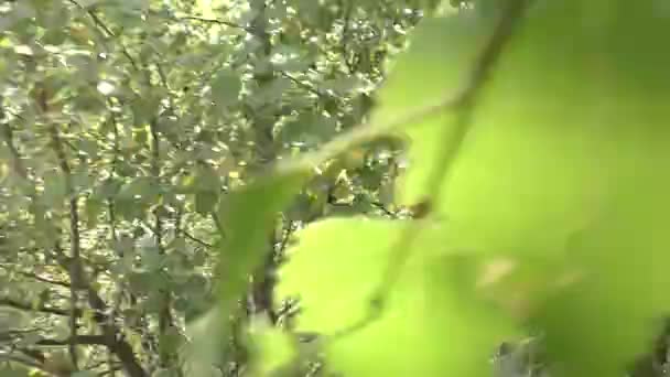 Un homme court à travers une forêt dense de ses poursuivants. l'action a lieu un jour d'été.