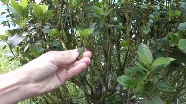 Ein Gärtner Pflegt Einen Lorbeer Einem Botanischen Garten — Stockvideo