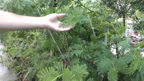 Een Tuinman Zorgt Voor Een Mimosa Een Botanische Tuin — Stockvideo