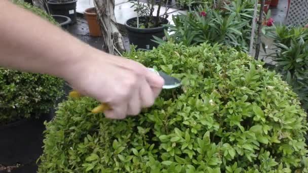 Botanik Bahçesinde Kutuyla Ilgilenen Bir Bahçıvan — Stok video