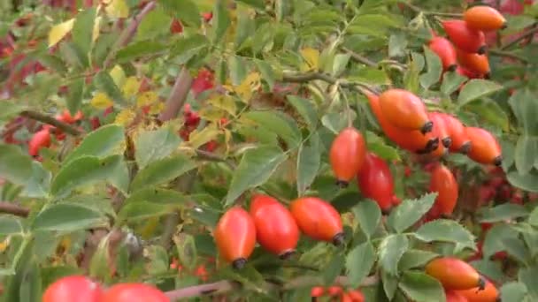 Bagas Maduras Arbusto Rosa Mosqueta Rosa Canina Jardim Outono — Vídeo de Stock