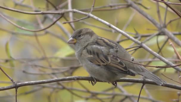 Oiseau Moineau Assoit Sur Une Branche Arbre Nettoie Les Plumes — Video