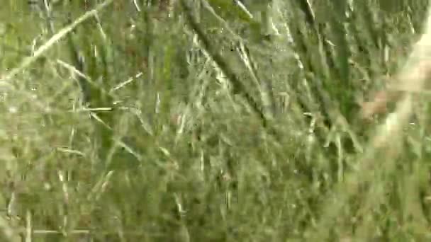 動物の目で草の中を旅する — ストック動画