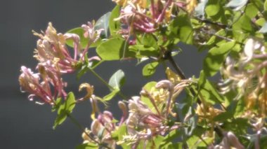 Rüzgardaki hanımeli çiçeği - Latince adı - Lonicera x hekkrottii Goldfire.