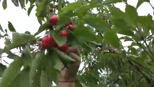夏の庭で女性による甘い桜の収穫 — ストック動画