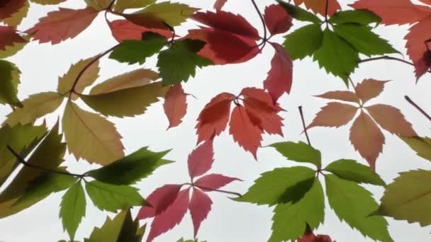 Аромат Осенних Красных Желтых Листьев Подсветка Белом Фоне Листья Дикого — стоковое видео