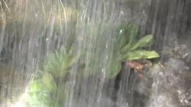 Bitki bakımı Molodilo, (lat. Sempervum, Şişman familyasından bir bitki cinsidir. Sulama.