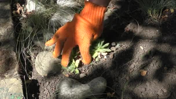 Bitki Bakımı Molodilo Lat Sempervum Şişman Familyasından Bir Bitki Cinsidir — Stok video