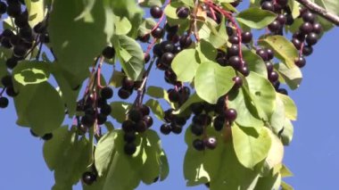 Kuş kirazının bir dalı (Prunus padus) güneş ışığında olgun meyvelerle rüzgarda sallanan mavi gökyüzüne karşı.
