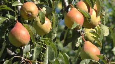 Büyük miktarda olgun meyve ve yeşil yapraklı armut dalları mavi gökyüzüne karşı..