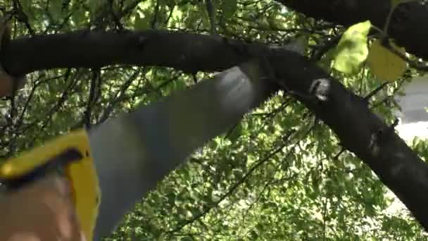 Dłonie Ogrodnika Małe Piły Cięcia Gałęzi Drzewa Owocowego Ogrodzie Przycinanie — Wideo stockowe
