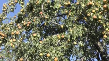 Büyük miktarda olgun meyve ve yeşil yapraklı armut dalları mavi gökyüzüne karşı..