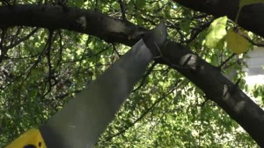 Bahçıvanın elleri bahçede bir meyve ağacının dalını kesen küçük testereler, budama ağaçları ve dallar, bahçe işleri..