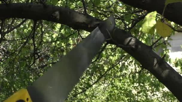 Gardener Hands Small Saws Sawing Branch Fruit Tree Garden Pruning — Stock Video