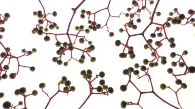 Devichiy üzümleri (lat.Parthenocissus) üzüm familyasından bir bitki cinsidir. Avrupa, Asya ve Kuzey Amerika 'da yetişir. Dekoratif amaçlar için kullanılan böğürtlenler yenilemez. Doğanın DNA 'sı.